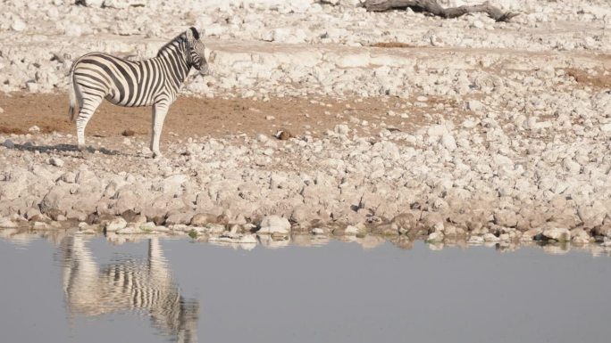 纳米比亚，一只斑马在水坑喝水