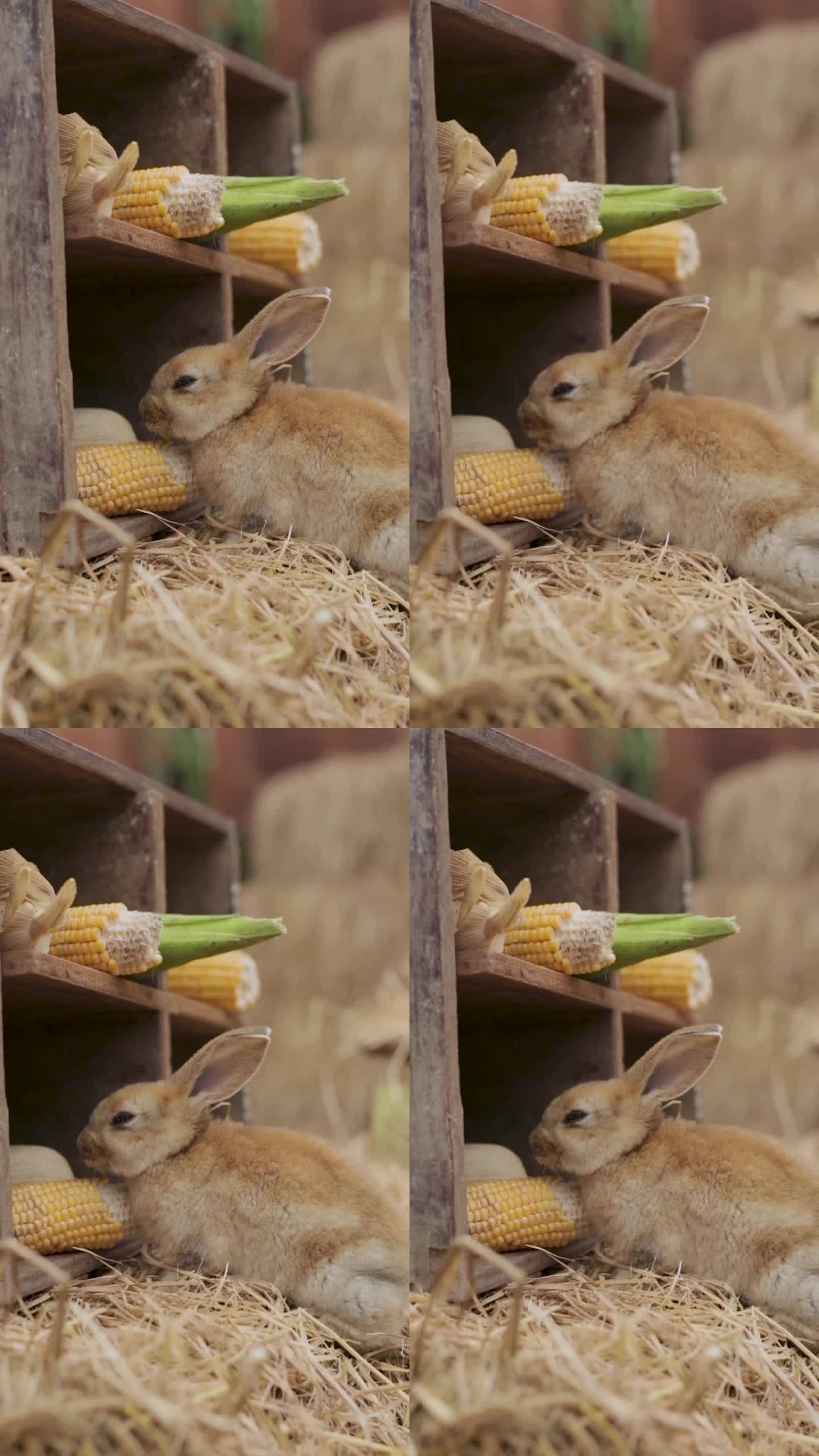 一只小兔子在农场跑着吃玉米的垂直视频