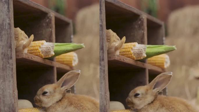 一只小兔子在农场跑着吃玉米的垂直视频