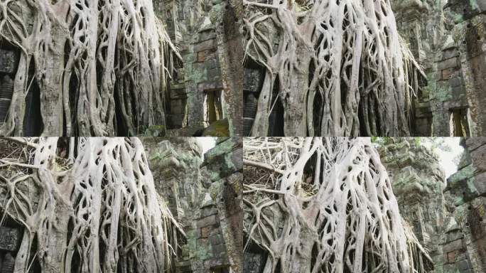 吴哥窟的塔普伦寺遗址，树木丛生，柬埔寨
