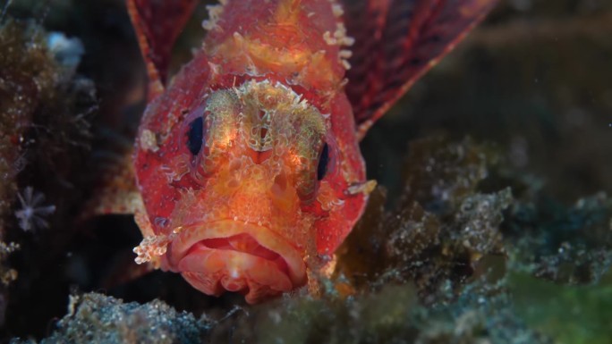 珊瑚礁蝎子鱼特写