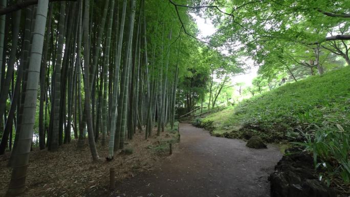 图为东京国分寺桐宫公园的竹道