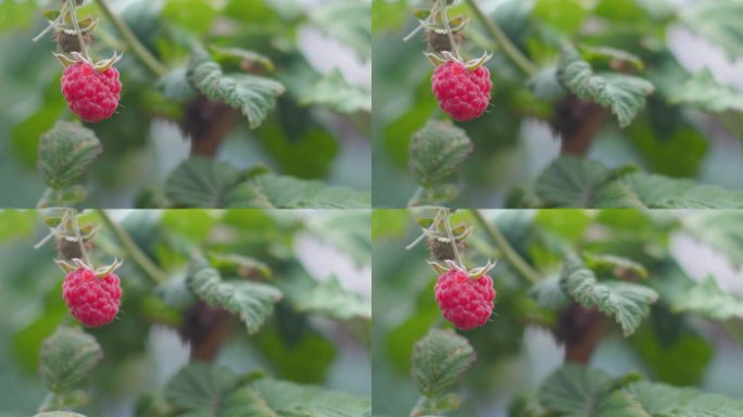 特写:夏天的一天，树莓在树枝上成熟。树莓生长在果园里。在树枝上收获夏天的浆果