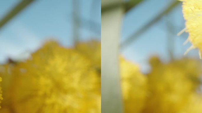 镜头滑过盛开的黄色含羞草灌木，微距。垂直的。