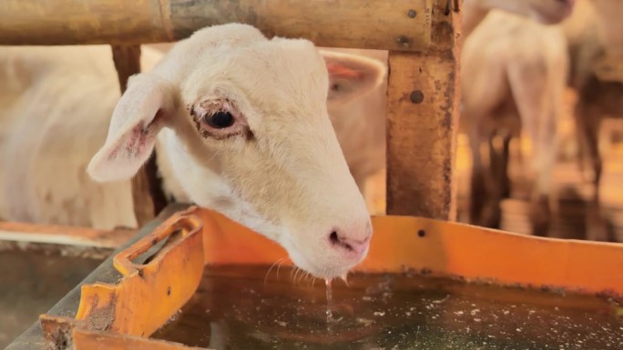 一只小绵羊在一个木制的围栏里看着摄像机，喝水，这是近距离拍摄的。这只羊的眼睛里似乎有一颗尘埃或疾病。