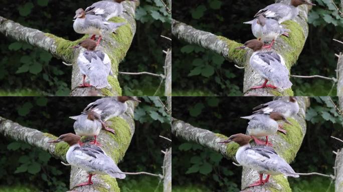 一群普通秋沙鸭在树枝上的特写视频