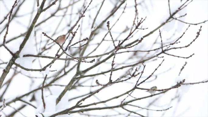 冬天鸟儿栖息在白雪皑皑的树枝上