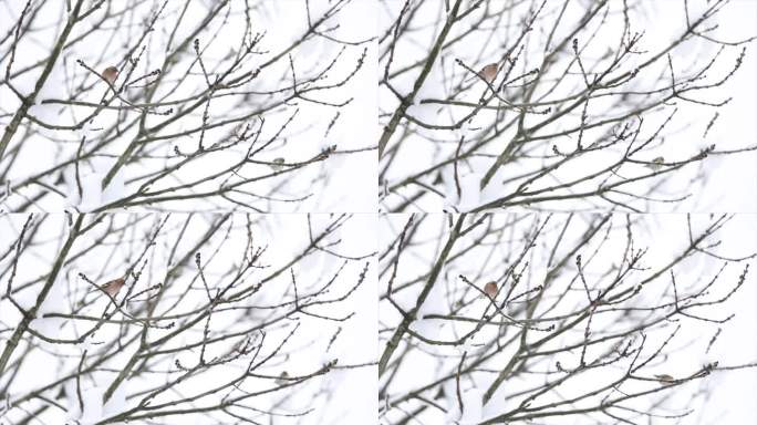 冬天鸟儿栖息在白雪皑皑的树枝上