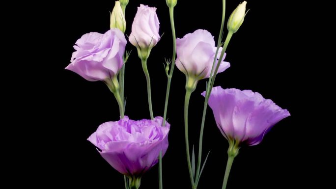 盛开的紫罗兰花花卉延时开放