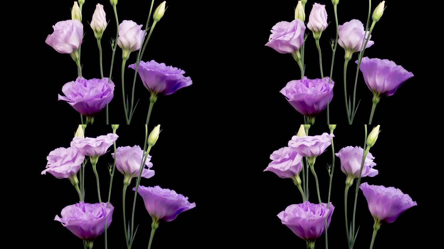 盛开的紫罗兰花花卉延时开放