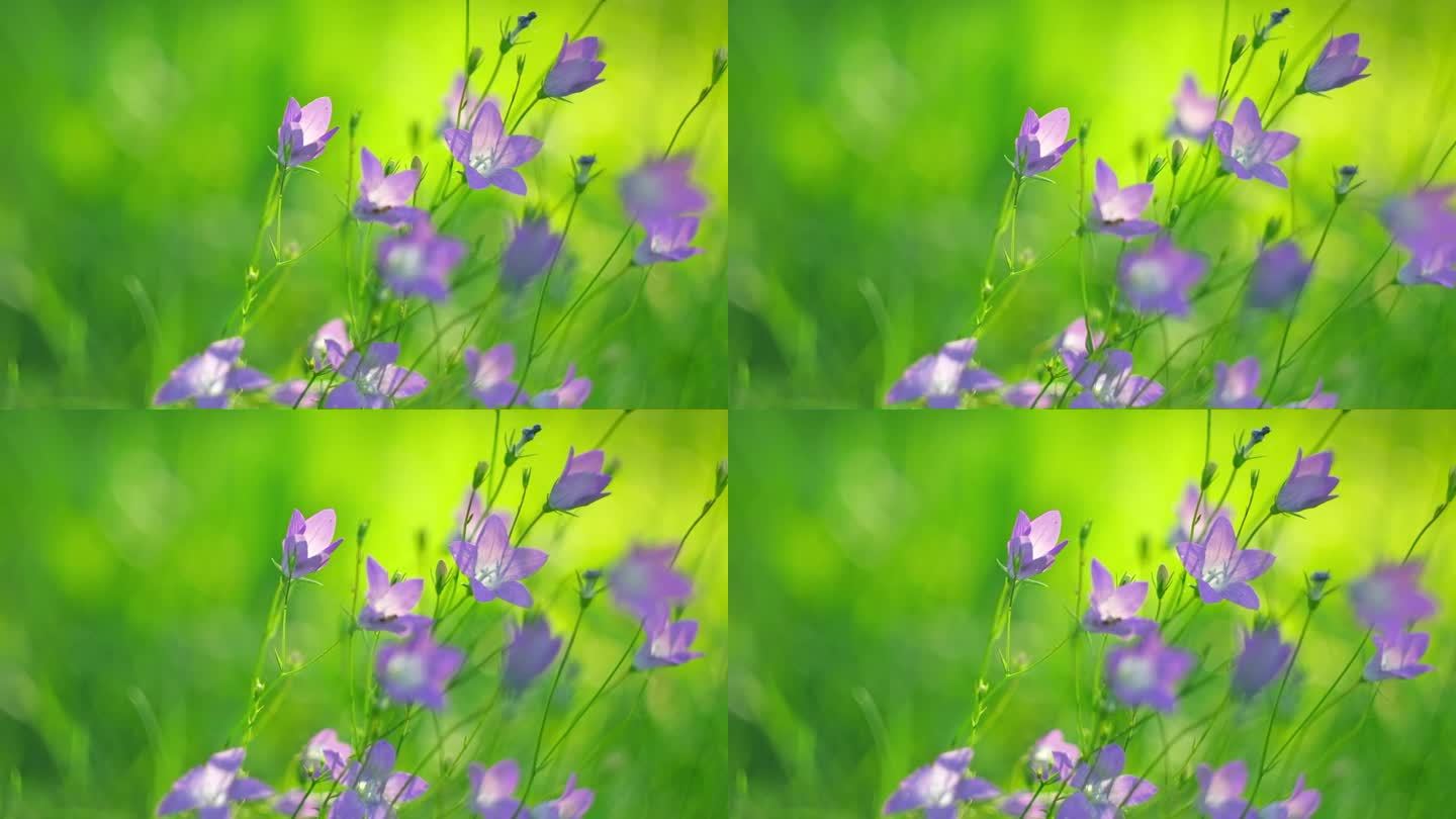 高山草甸。紫铃花摇曳。奇幻的自然背景。金色的小时。夕阳柔光。夏日童话草坪。感觉自由和快乐。温暖的日子