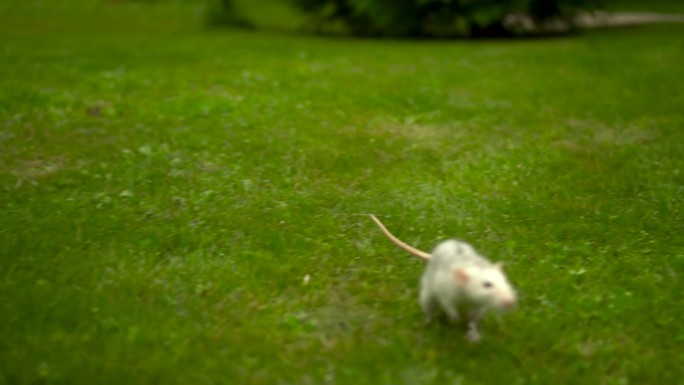 一只小白鼠跑过草地。一只家鼠跳到草坪上散步。缓慢的运动。FHD