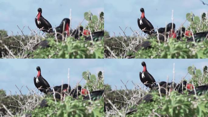 华丽的军舰鸟，华丽的军舰鸟，一种黑色的大海鸟，有典型的红色的不规则的囊，在充气的袋子里筑巢，厄瓜多尔