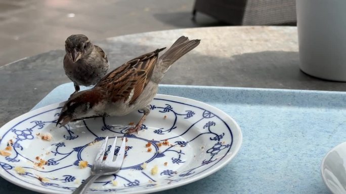 麻雀调查空盘子