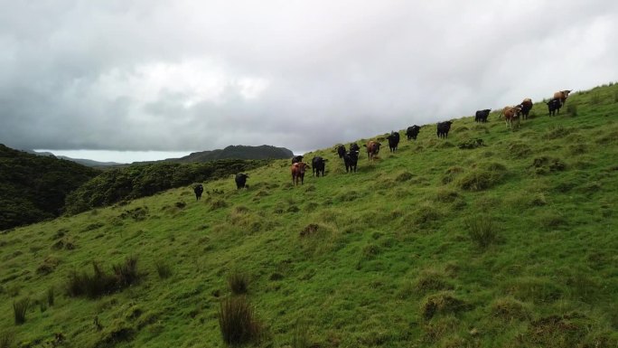 一群在山上搏斗的公牛