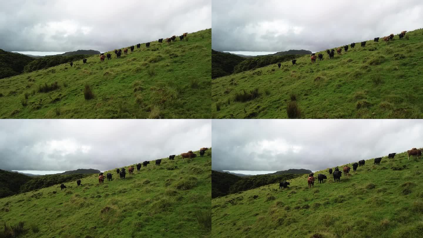 一群在山上搏斗的公牛
