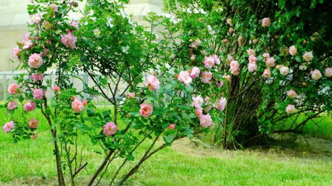 美丽的大丛粉红玫瑰在风中，慢镜头