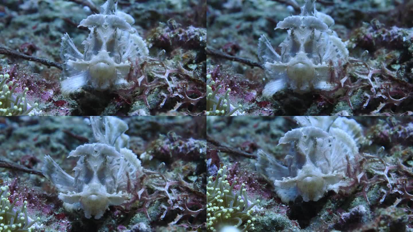 花式珊瑚鱼
