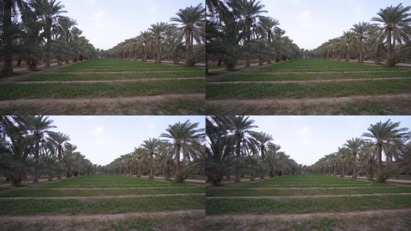 在巴林绿洲的棕榈树间种植蔬菜