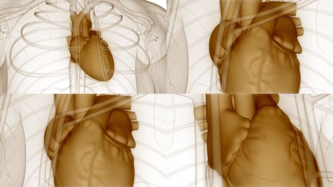 人体循环系统心脏跳动解剖动画概念