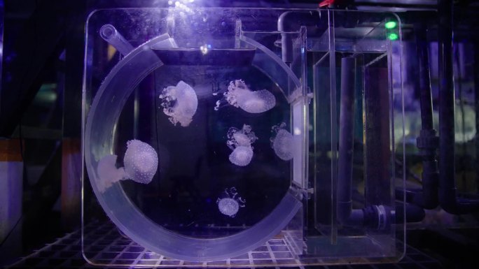 水族馆养殖的水母水族馆养殖的水母