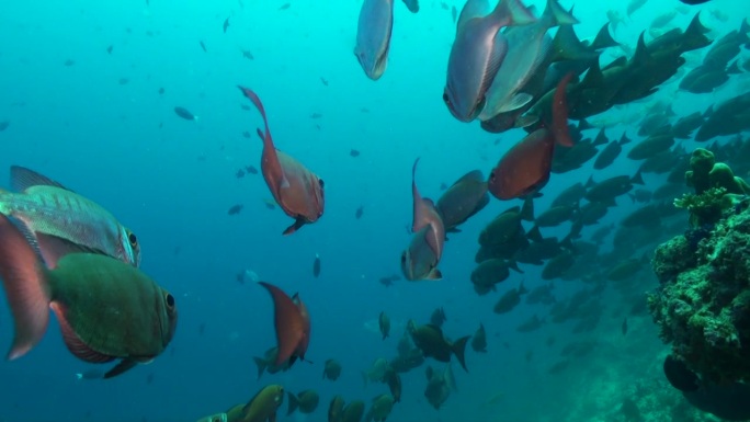 一群大眼睛鱼为水下珊瑚礁增添了多样性。