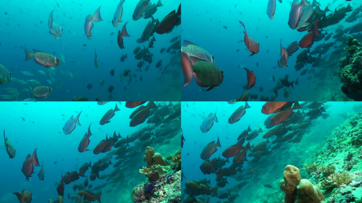 一群大眼睛鱼为水下珊瑚礁增添了多样性。