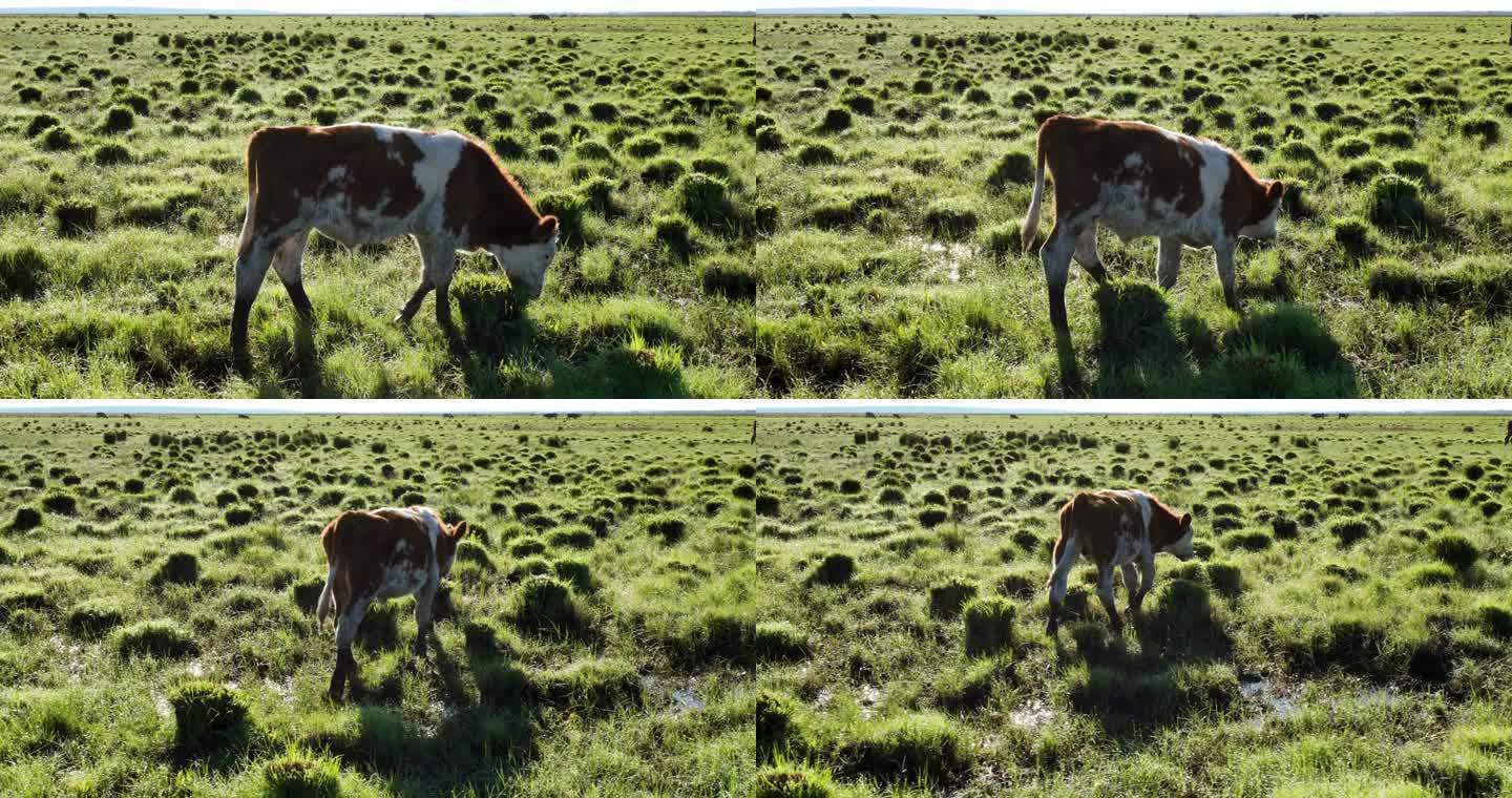 牛在草地吃草