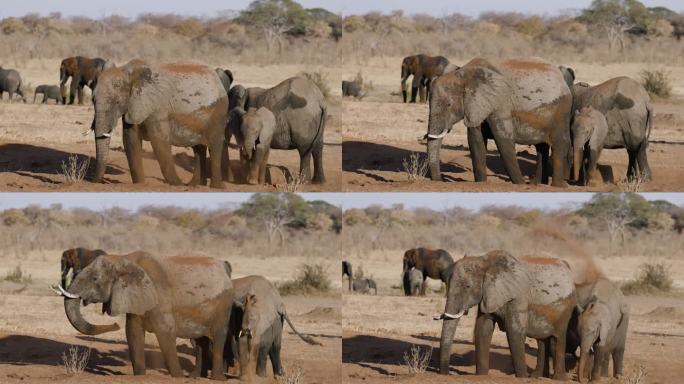 慢镜头特写。一小群大象在洗澡