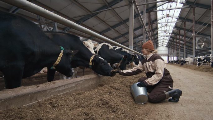 喂奶的女农民农村女性乳制品生产农村生活