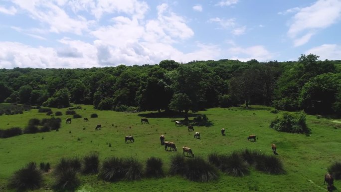 动物吃草在绿色-股票视频