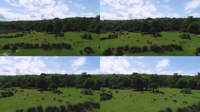 动物吃草在绿色-股票视频