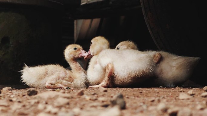 小鸭子们在农场里一起坐，一起走。