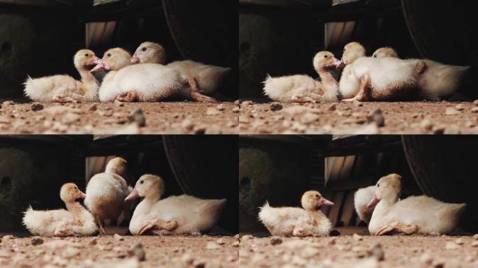 小鸭子们在农场里一起坐，一起走。
