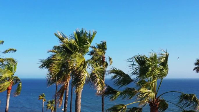 阳光明媚的日子里，海风吹过海边的棕榈树