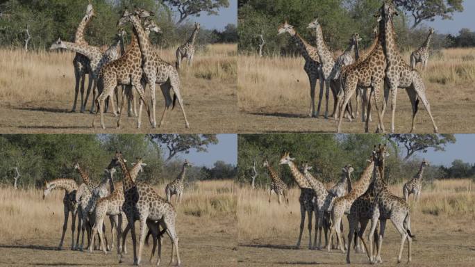 特写镜头。一群小长颈鹿。两只长颈鹿争权夺利