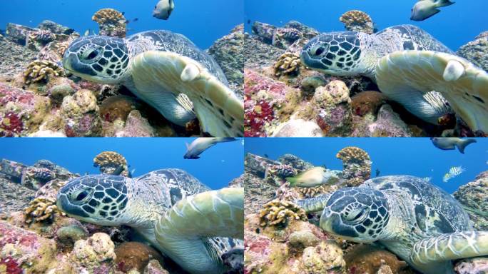 野生动物海龟看蓝水海洋特写。美丽的绿海龟在户外海洋国家公园。在Coast Clear查看Chelon