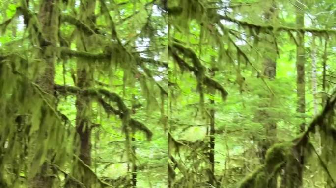 加拿大麦克米伦省立公园七大奇迹温哥华岛古老的花旗松教堂林老生长花旗松林在不列颠哥伦比亚省教堂林巨大的