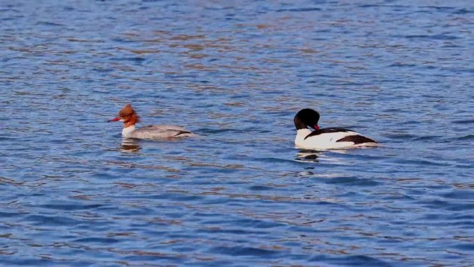 在德国慕尼黑的Kleinhesseloher湖上游泳的秋沙鸭、秋沙鸭、秋沙鸭