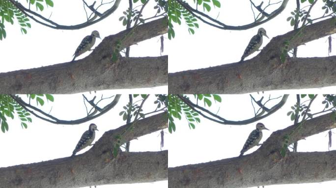 热带雨林中的斑胸啄木鸟。