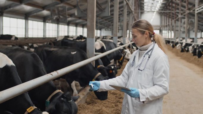 在牛棚工作的兽医畜牧业奶牛饲养科研