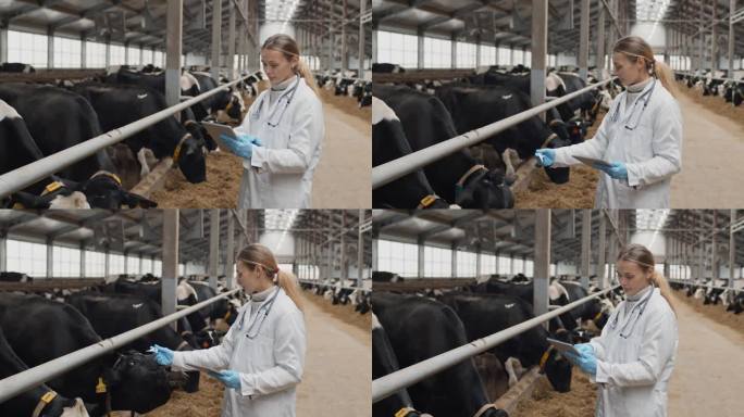 在牛棚工作的兽医畜牧业奶牛饲养科研