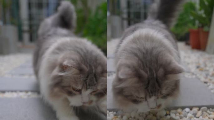 慢镜头的毛茸茸的猫在花园里玩耍