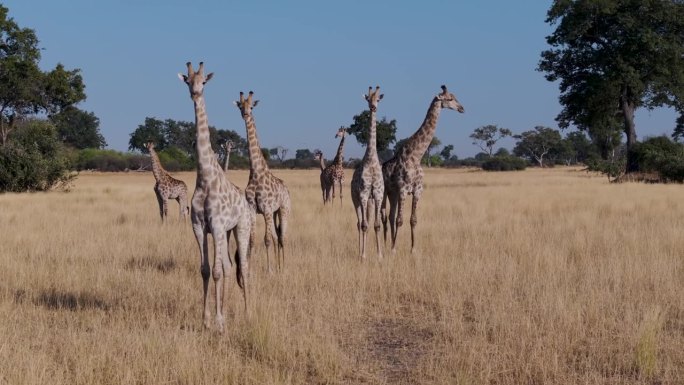 航拍近景。在奥卡万戈三角洲的草原上，一群长颈鹿看着相机