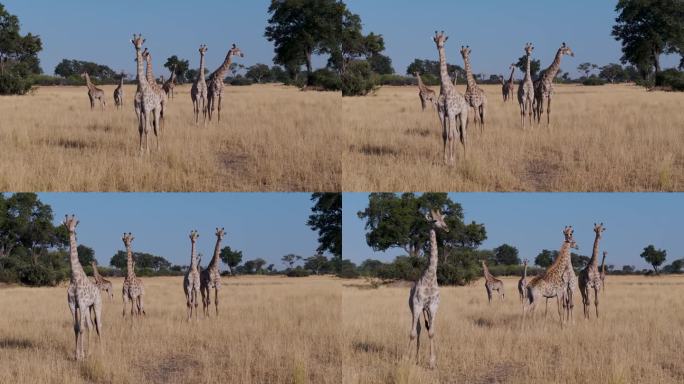 航拍近景。在奥卡万戈三角洲的草原上，一群长颈鹿看着相机