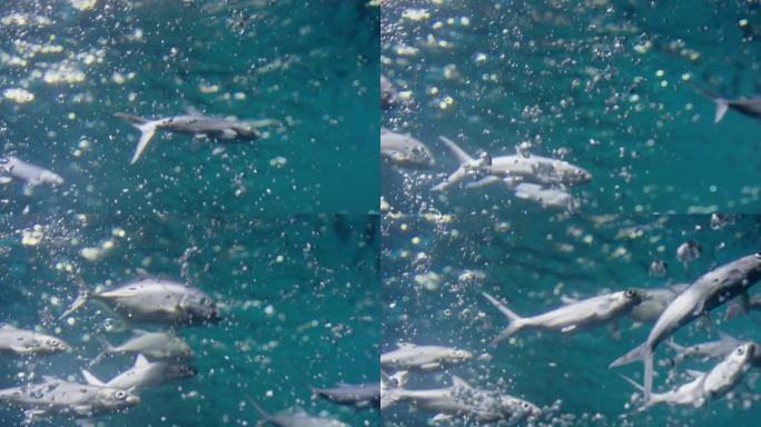 海洋中水下的气泡水族箱里游泳的小鱼水母鲨