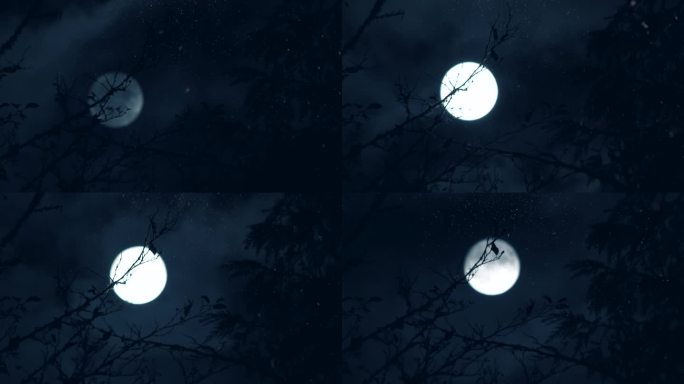 神秘的蓝色夜晚的猫头鹰月亮