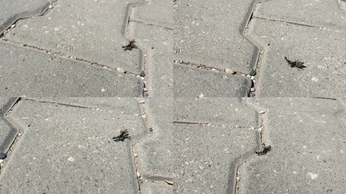 一只黑蚂蚁发现了一只死黄蜂，正沿着城市公园的石头人行道把它搬回自己的聚居地