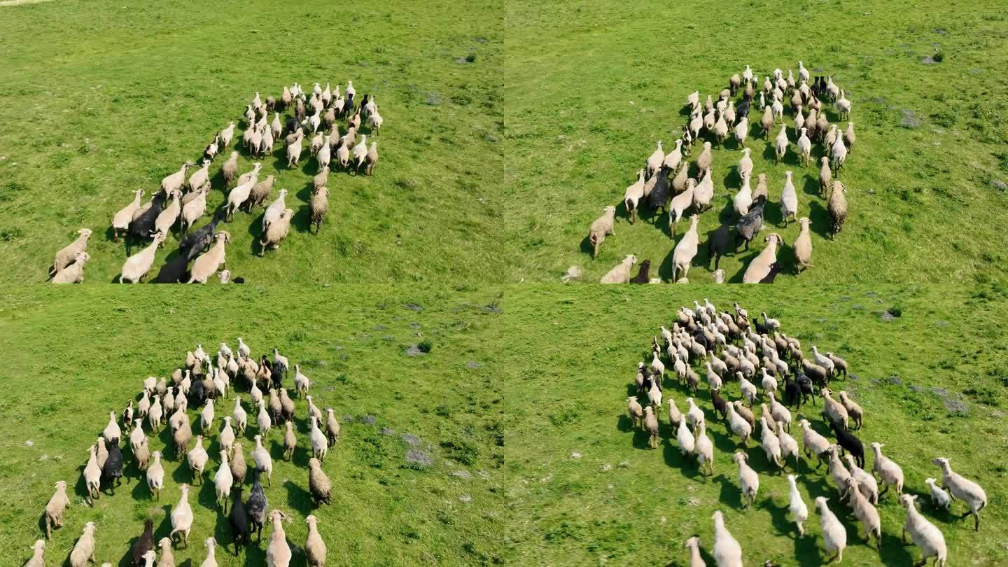 一群羊在绿色的牧场上奔跑(俯视图)。绵羊和山羊在绿草地上奔跑。