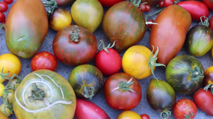 彩色有机番茄近俯视图，番茄作物